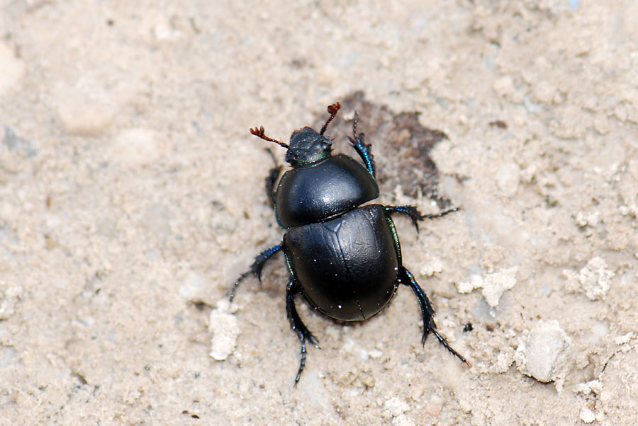 Trypocopris vernalis vernalis?No, T. alpinus